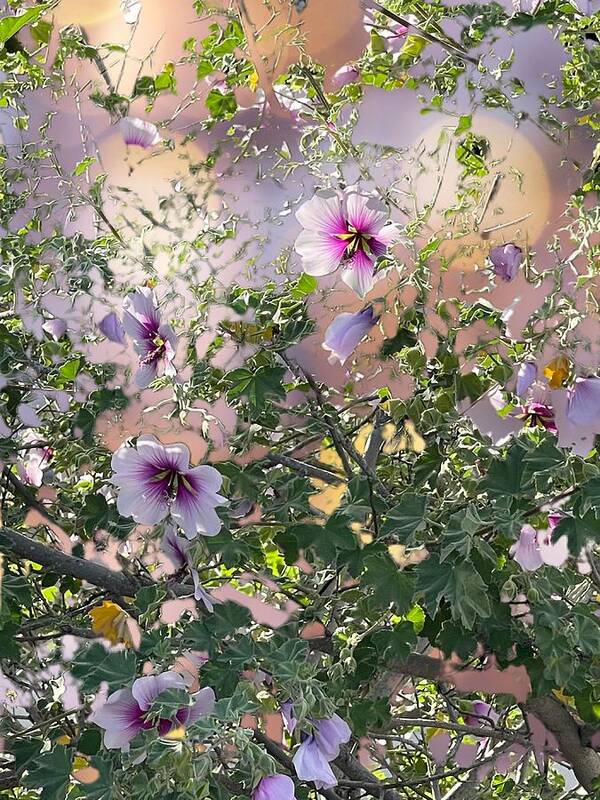 Lavender Purple Green Yellow Ivory Poster featuring the digital art Lavender Hibiscus with bokeh background by Kathleen Boyles
