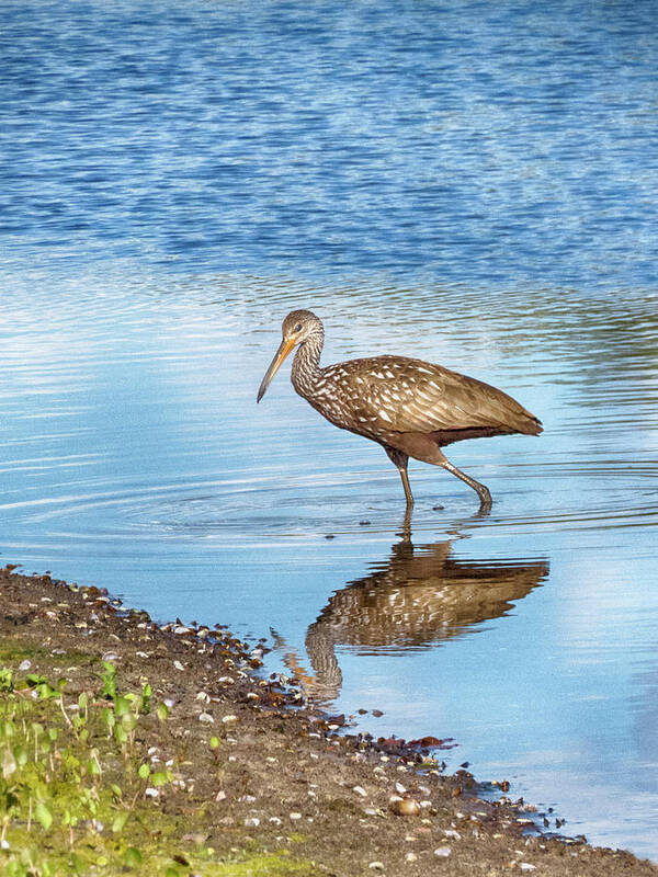 Limpkin Poster featuring the photograph Limpkin Moment by Mitch Spence