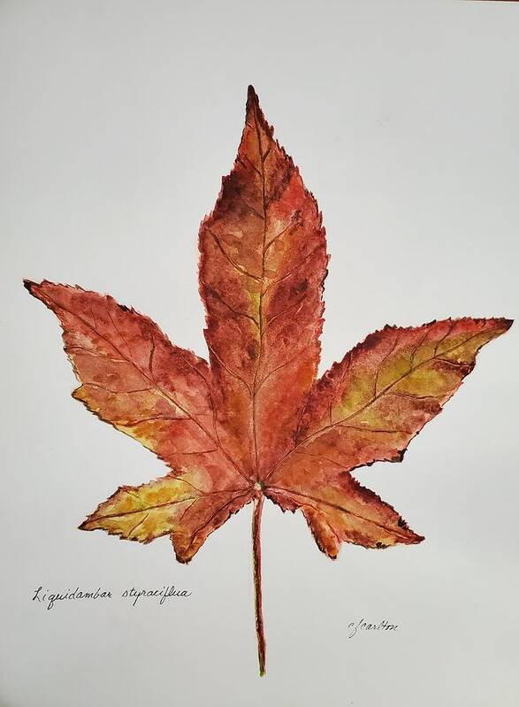 Botanical Poster featuring the painting Liquidambar 1 - Watercolor by Claudette Carlton