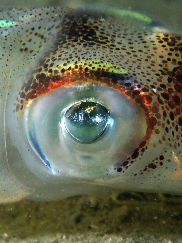 Squid Poster featuring the photograph Longfin Squid eye by Brian Weber