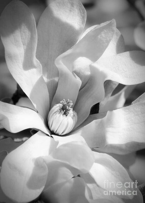 Black And White Poster featuring the photograph Magnolia Magic Black and White by Carol Groenen