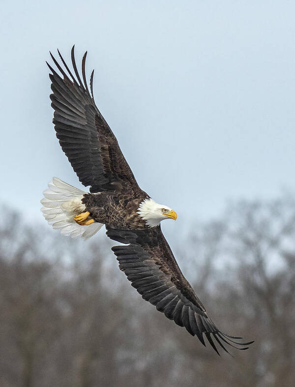 Bald Eagle Poster featuring the photograph Majestic Eagle Soaring by Roman Kurywczak