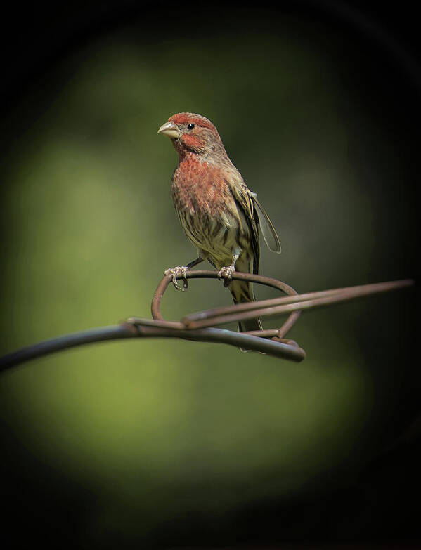 House Finch Poster featuring the photograph Male Red House Finch by Jamie Pattison