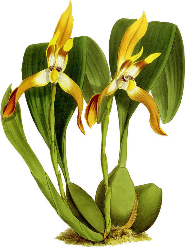 Maxillaria Poster featuring the mixed media Maxillaria Luteo Alba Orchid by World Art Collective