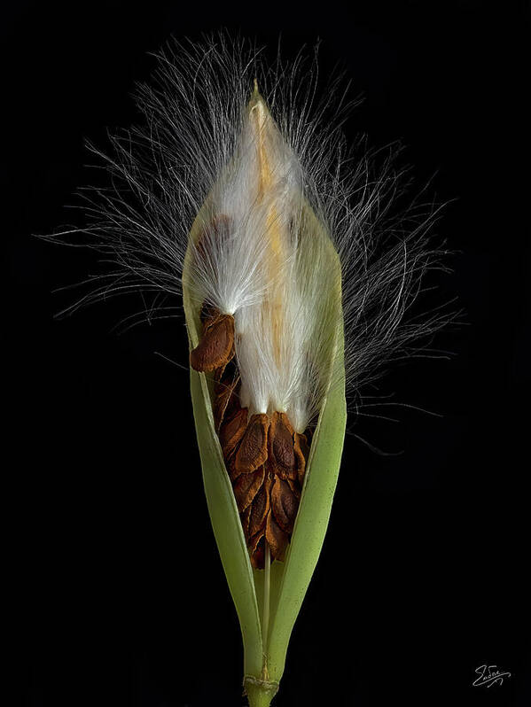 Milkweed Poster featuring the photograph Milkweed Pod 2 by Endre Balogh