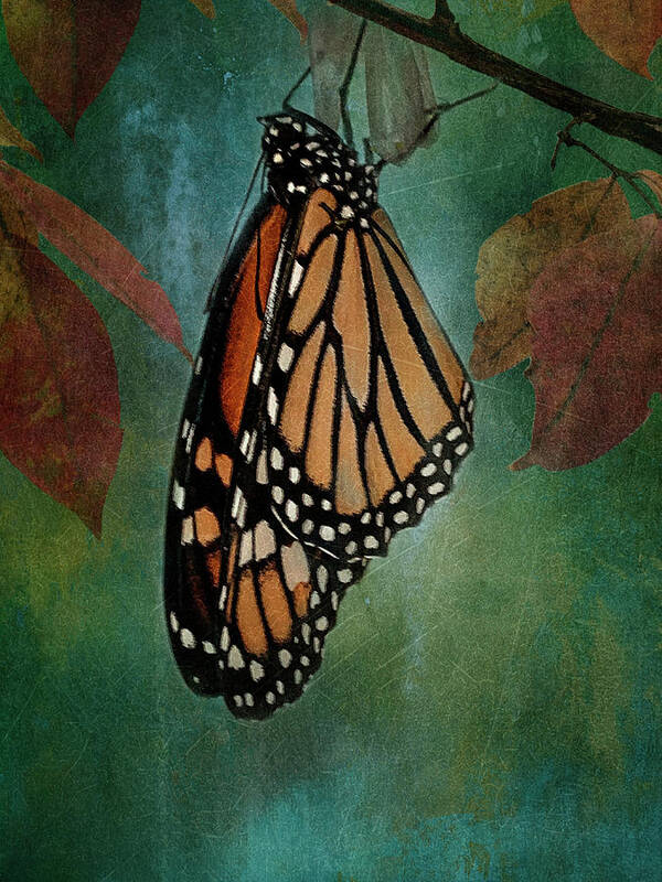 Monarch Butterfly Poster featuring the photograph Monarch Majesty by Jill Love