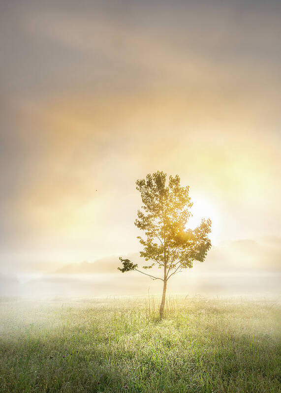 Tree Poster featuring the photograph Sunrise Tree In Mississippi Morning Fog by Jordan Hill