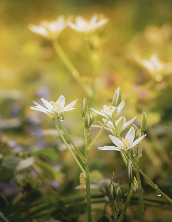 Botany Poster featuring the photograph Morning Wildflowers by Jason Fink