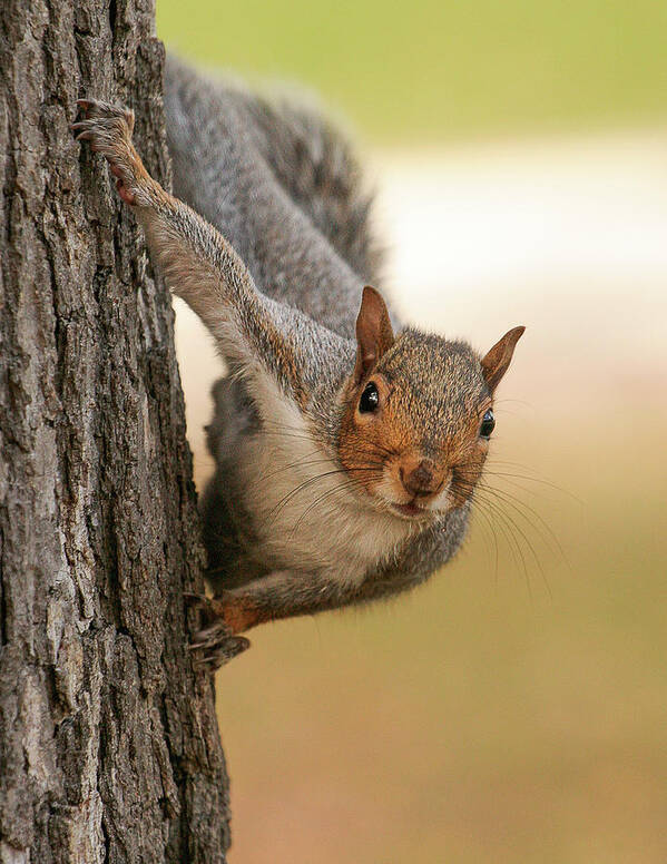 Squirrel Tree Poster featuring the photograph Mr. Squirrel by David Morehead