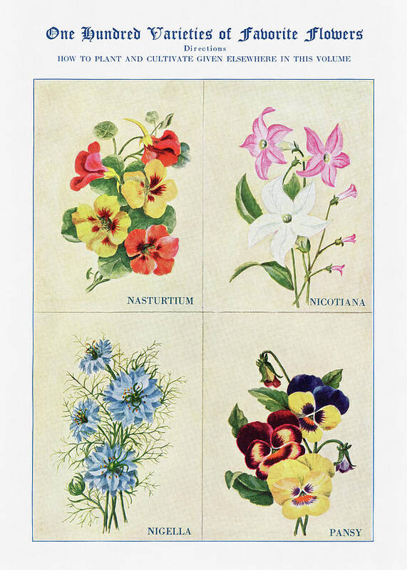 Nasturtium Poster featuring the digital art Nasturtium, Nicotiana, Nigella, Pansy - Vintage Flower Illustration - The Open Door to Independence by Studio Grafiikka