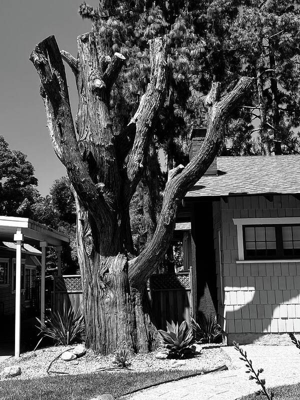 Tree Poster featuring the photograph Nature's Sculpture by Calvin Boyer