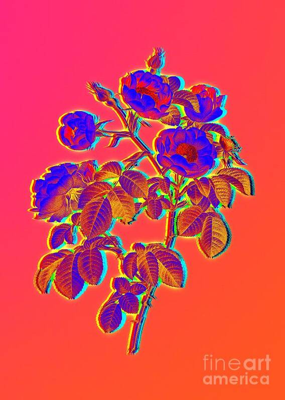 Neon Poster featuring the painting Neon Pink Tomentose Rose Botanical Art n.0506 by Holy Rock Design