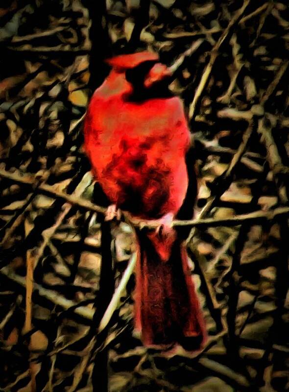 Cardinal Poster featuring the mixed media Northern Cardinal by Christopher Reed