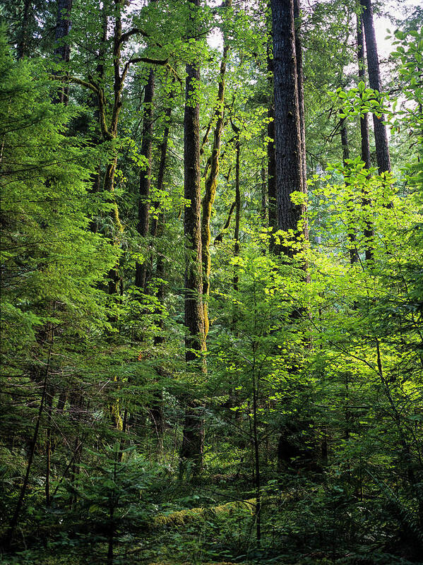 August Poster featuring the photograph Olympic Peninsula Forest by Robert Potts