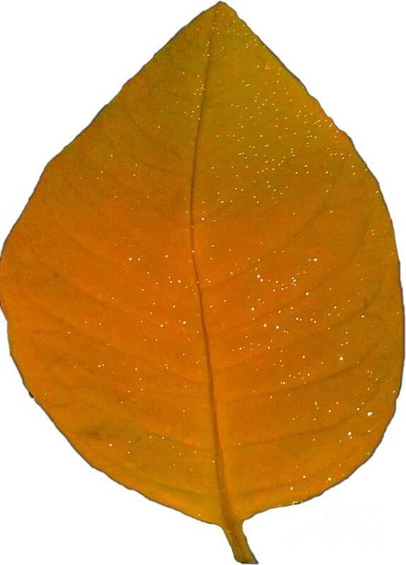 Orange Poster featuring the photograph Orange and Green Autumn Leaf for Wall Art Prints by Delynn Addams