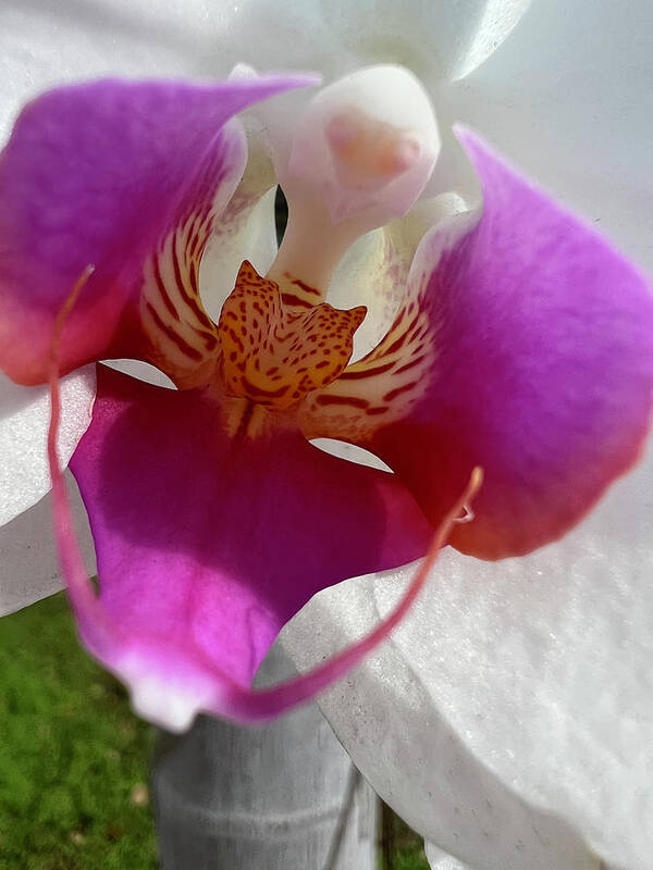 Orchid Poster featuring the photograph Orchid Center Close Up by Karen Zuk Rosenblatt