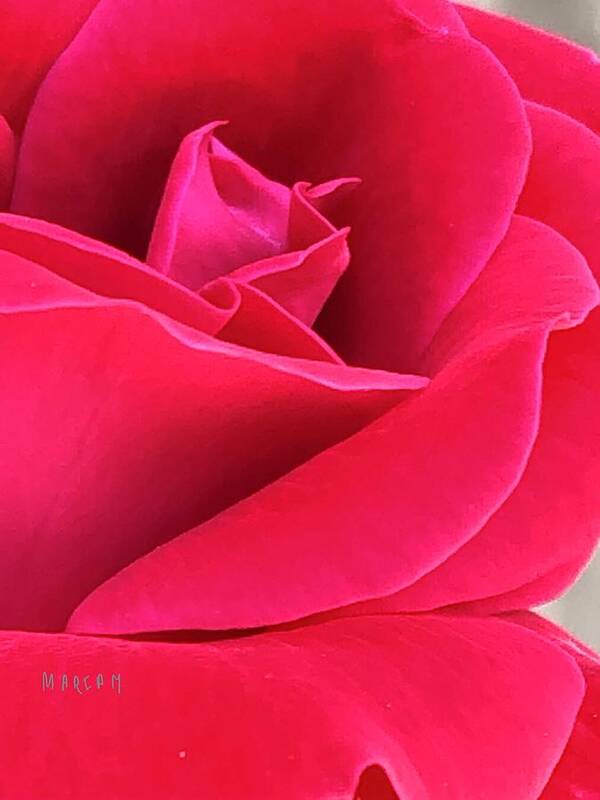 Rose Poster featuring the digital art Pedal Red Rose by Mariam Bazzi