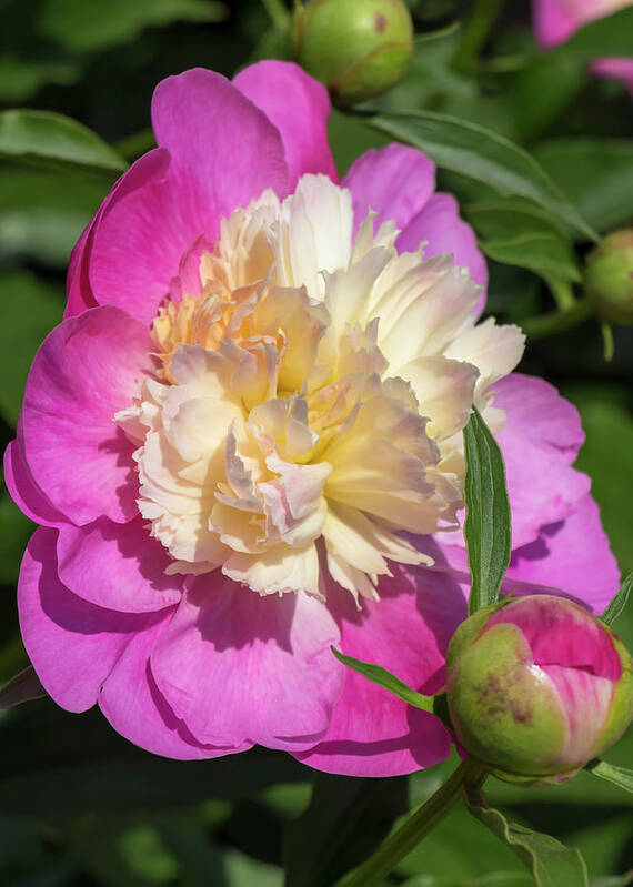 Flower Poster featuring the photograph Paeonia Bowl of Beauty by Dawn Cavalieri