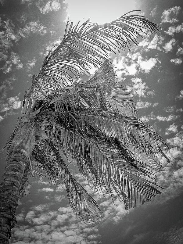 Mexico Poster featuring the photograph Palm Tree - Mexico by Frank Mari