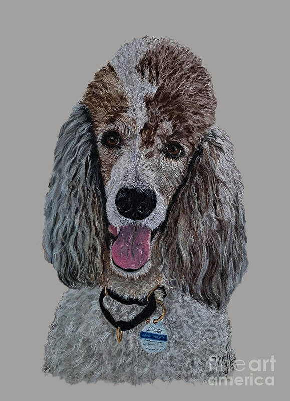 Dog Poster featuring the drawing Parti-Colored Poodle by Terri Mills