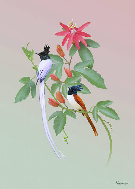 Birds Poster featuring the digital art Passion Flower and Flycatchers by M Spadecaller