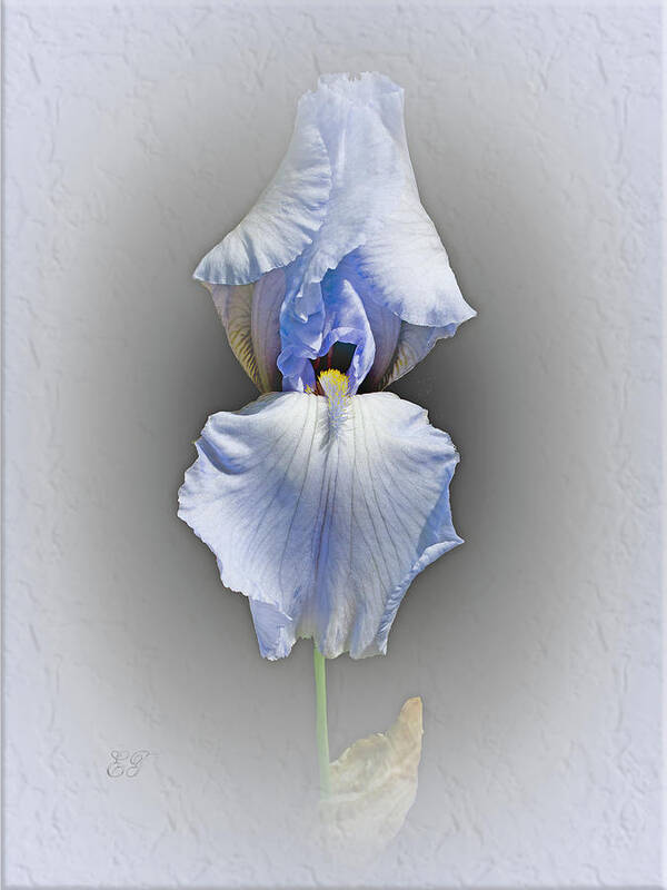 Flowers Poster featuring the photograph Pastel Iris by Elaine Teague