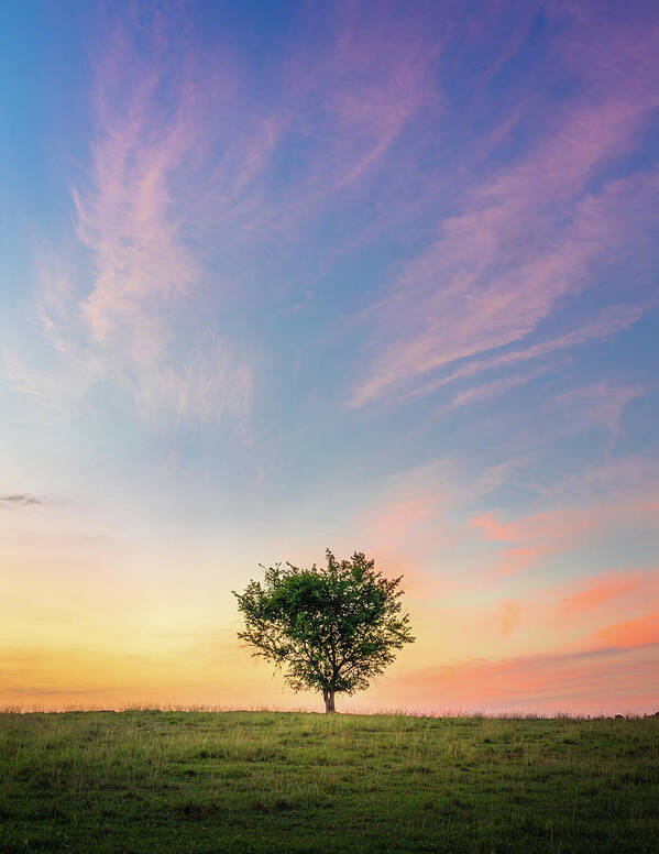 Sunrise Poster featuring the photograph Pastel Sunrise Beautiful Tree Mississippi by Jordan Hill