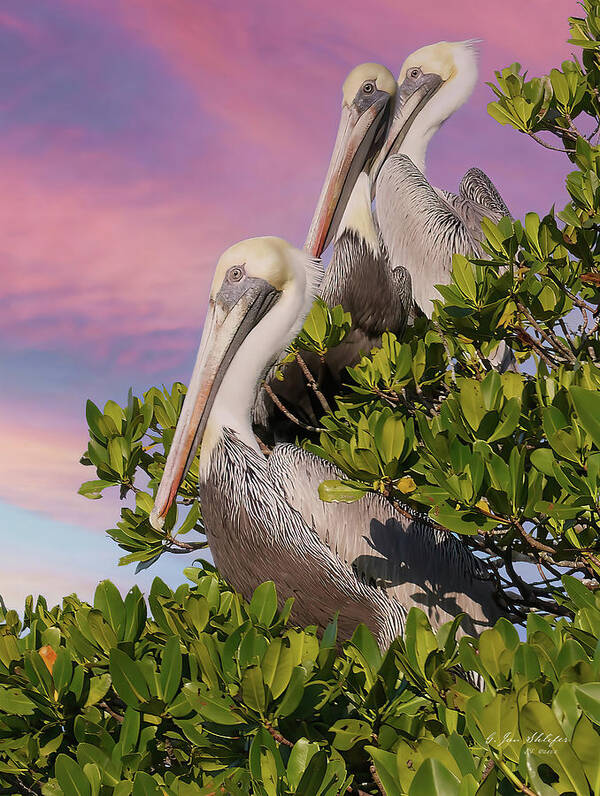 Sea Bird Poster featuring the photograph Pelican Trio by Gary Shlifer