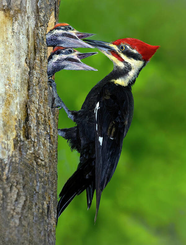 Woodpecker Poster featuring the photograph Morning Delivery by Art Cole