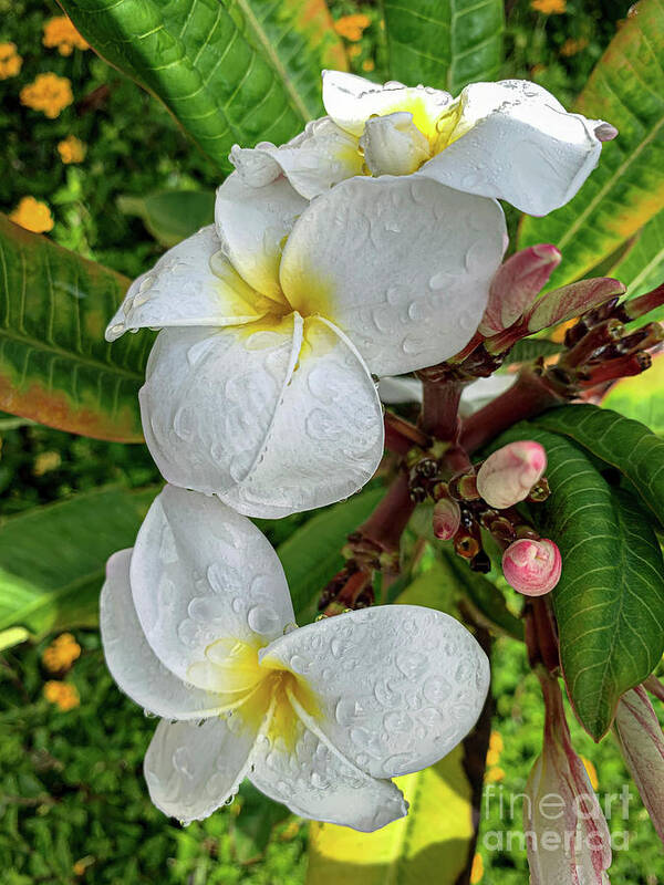 Plumeria Buds Blooming Poster featuring the photograph Plumeria Buds Blooming by David Zanzinger