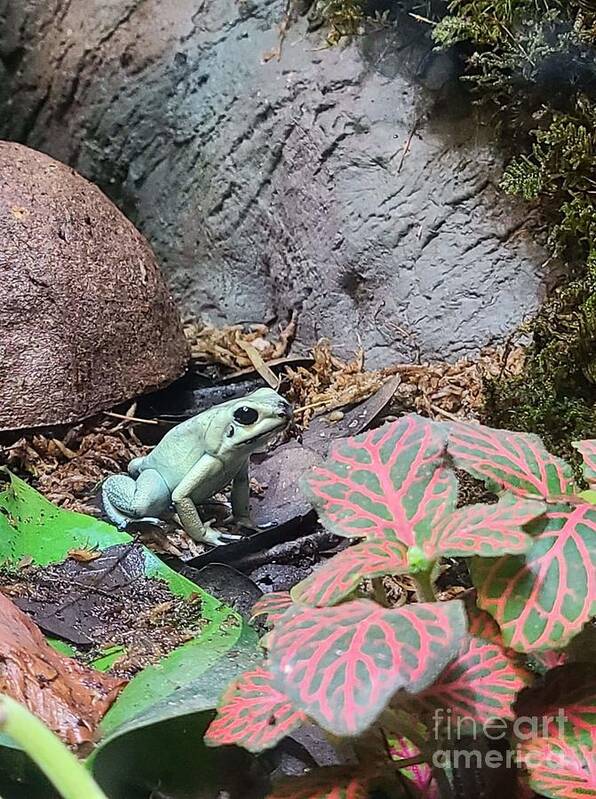 Poison Poster featuring the photograph Poison Dart Frog 2 by Elena Pratt