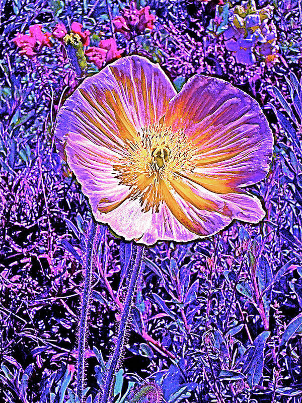 Flowers Poster featuring the photograph Poppy 3 by Pamela Cooper