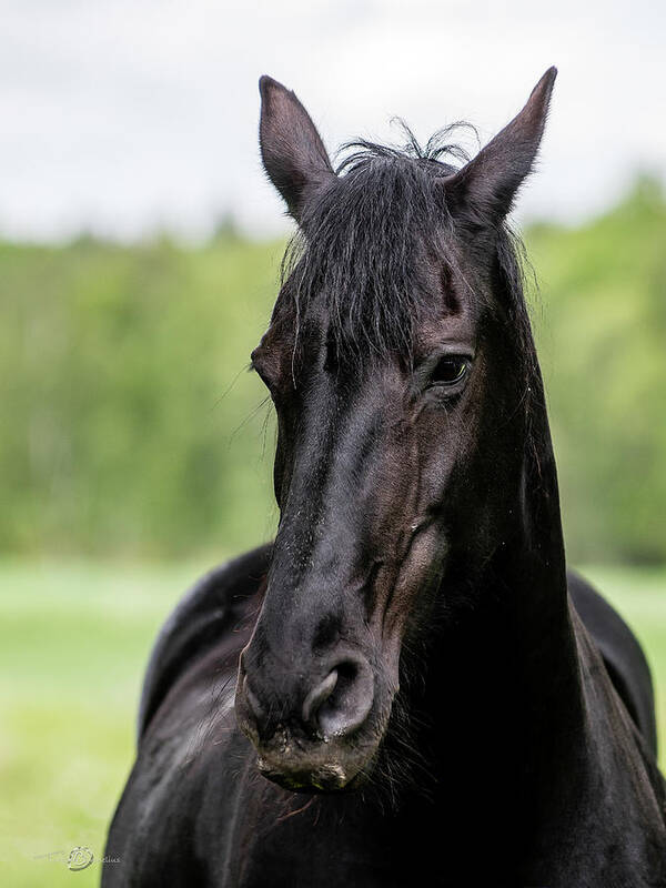 Friesian Horse Poster featuring the photograph Portrait of a Friesian Horse by Torbjorn Swenelius
