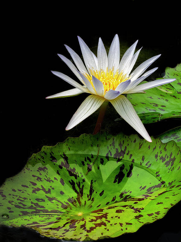 Floral Poster featuring the photograph Purity. by Usha Peddamatham