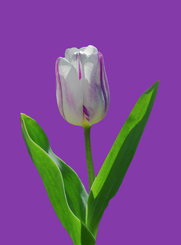 Photosbycate Poster featuring the photograph Purple and Green Tulip by Cate Franklyn