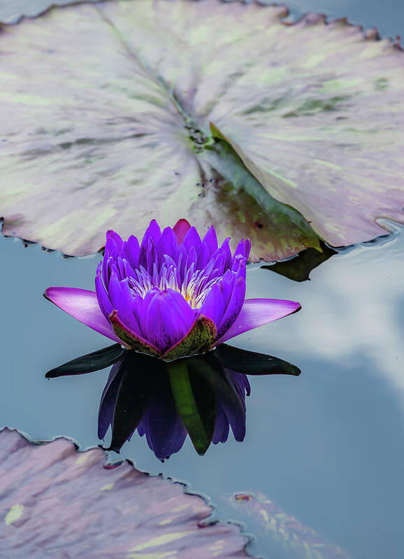 Purple Poster featuring the photograph Purple Lotus Flower by Cate Franklyn