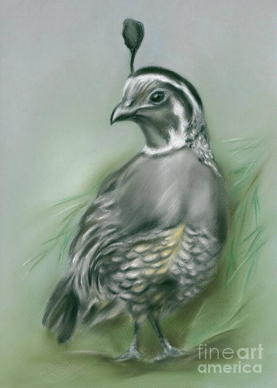 Bird Poster featuring the painting Quail and Pine by MM Anderson