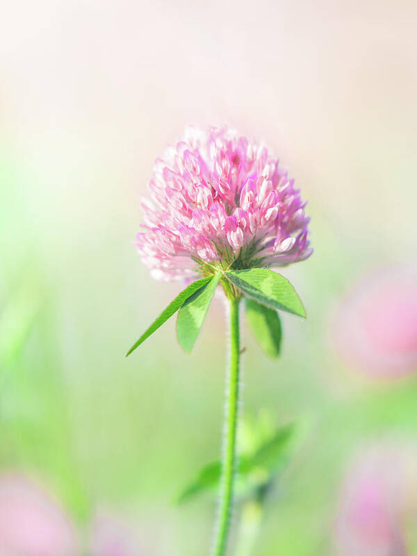 Red Clover Poster featuring the photograph Red Clover Spring Blooming Flower by Jordan Hill