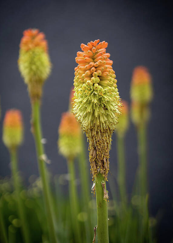 Kniphofia Poster featuring the photograph Red Hot Poker by Kevin Schwalbe