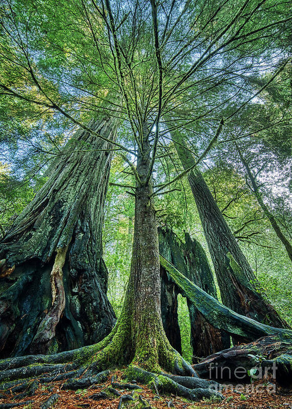 Redwood National Park Trees Poster featuring the photograph Redwood National Park Trees by Dustin K Ryan