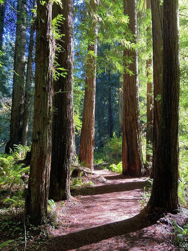 Redwoods Poster featuring the photograph Redwood Path by Daniele Smith