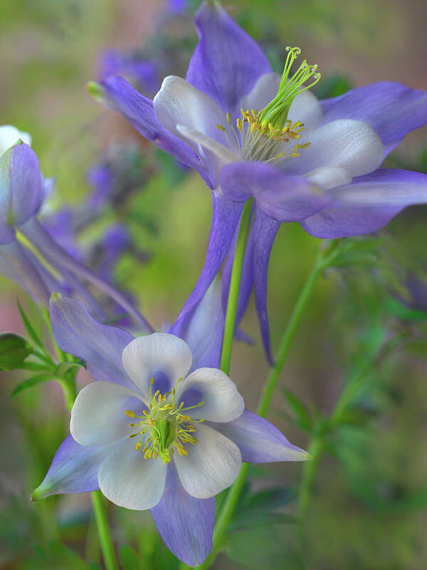 Tim Fitzharris Poster featuring the photograph Rocky Mountain Columbine I by Tim Fitzharris