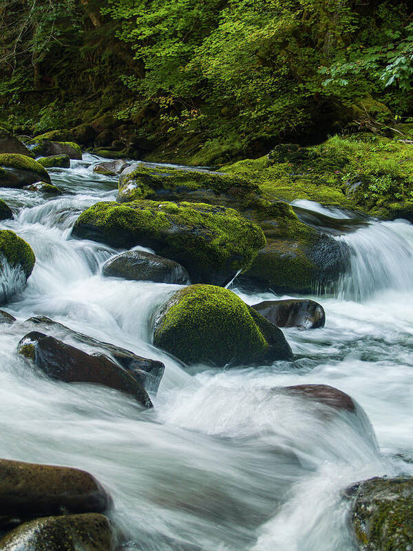 Forests Poster featuring the photograph Salmon River Rapids by Steven Clark