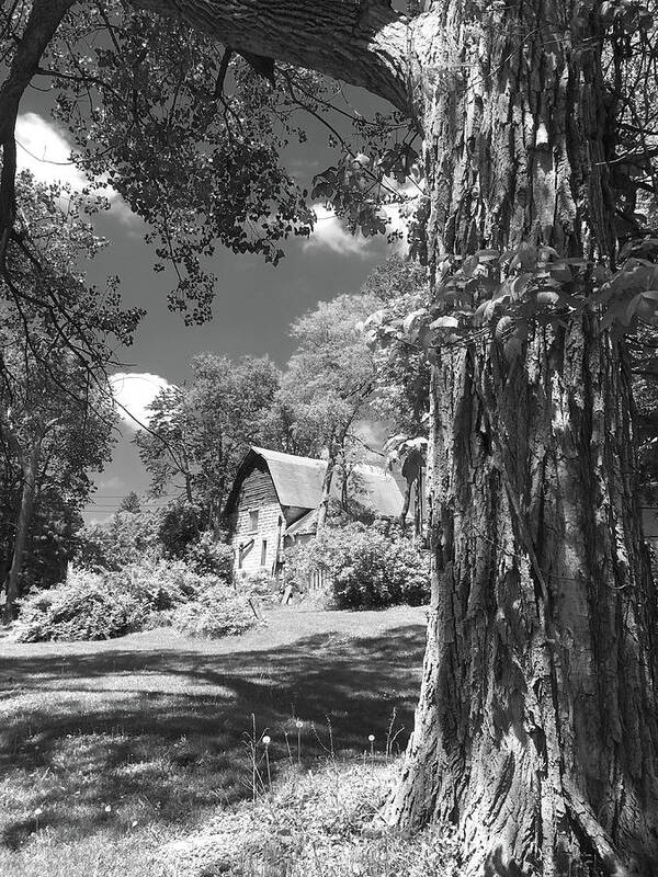 Black And White Poster featuring the photograph Shade Tree with a Barn by Mike McGlothlen