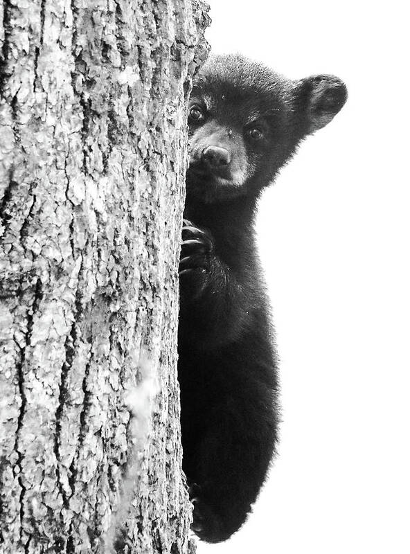 Smoky Mountain Black Bear Cub Cute Poster featuring the photograph Smoky Mountain Black Bear Cub Cute by Dan Sproul