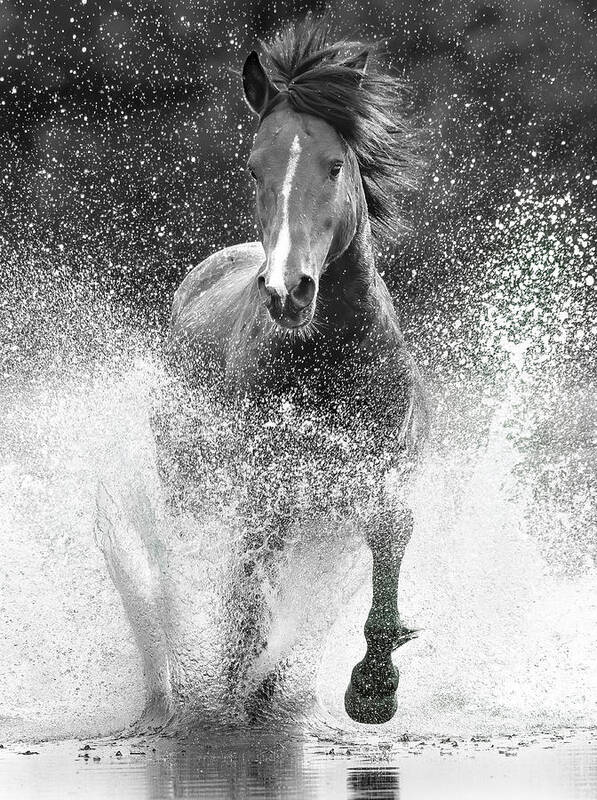 Stallion Poster featuring the photograph Splash. by Paul Martin
