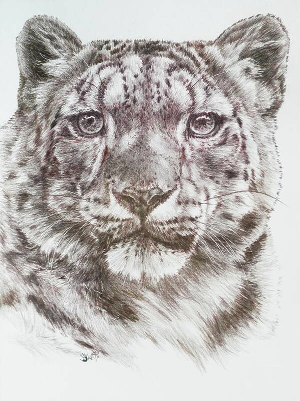 Snow Leopard Poster featuring the drawing Splendid by Barbara Keith