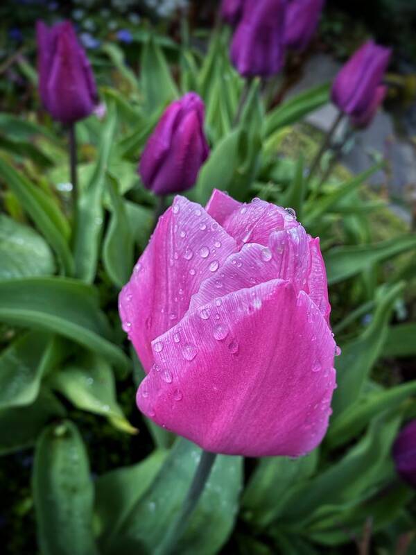 Pink Poster featuring the photograph Spring Raindrops on Pink Tulips by Jerry Abbott