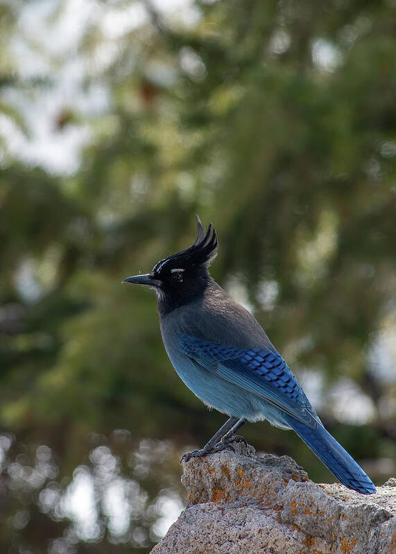 Mountain Jay Poster featuring the photograph Steller's Jay by Bitter Buffalo Photography