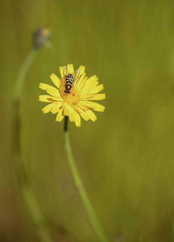 Flowers Poster featuring the photograph Sum Sum Summertime by Bob Cournoyer